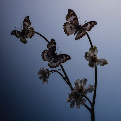 Butterflies and flowers silhouetted on soft backdrop