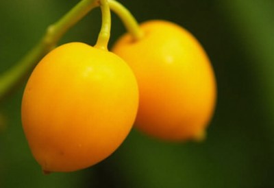 Bright yellow fruits hanging from a green branch