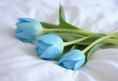 Beautiful blue tulips resting on soft fabric