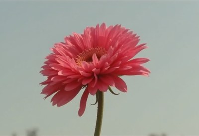 Close-up view of a vibrant pink flower in sunlight