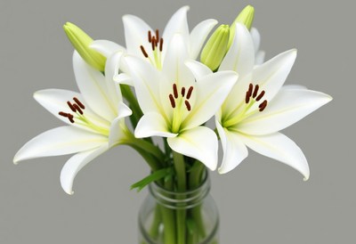 Beautiful white lilies in a glass vase on gray background
