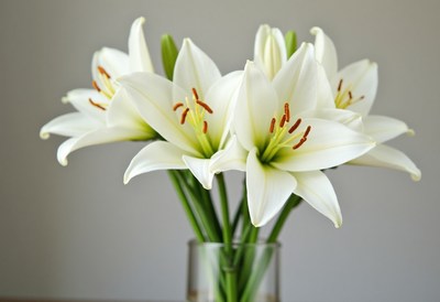 Elegant white lilies in a glass vase on a simple table