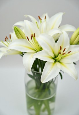 Fresh white lilies in a clear glass vase