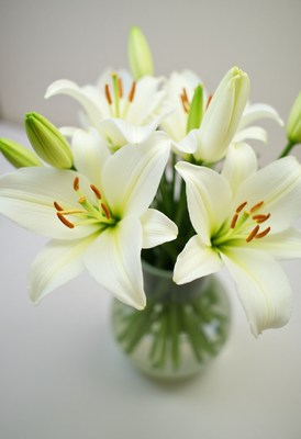 Fresh white lilies arranged in a clear vase