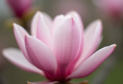 Elegant pink magnolia bloom in springtime garden