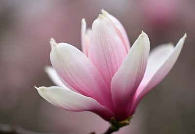 Majestic pink and white magnolia flower in bloom