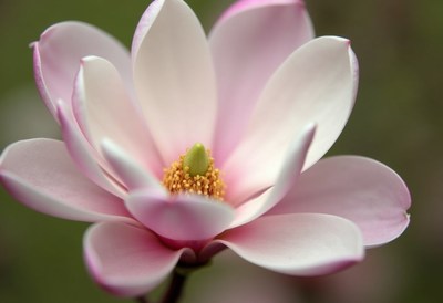 Beautiful pink magnolia flower in full bloom