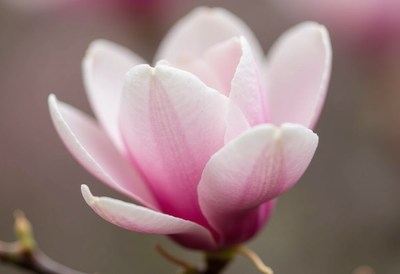 Delicate pink magnolia flower blooming in springtime