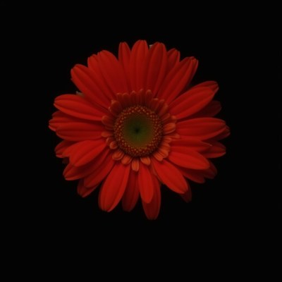 Bright red flower blooms against dark background