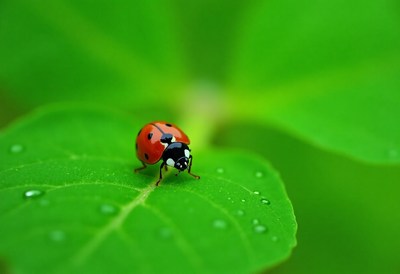 Ladybug resting on green leaf after rain