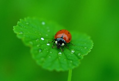 Ladybug resting on green leaf after rain