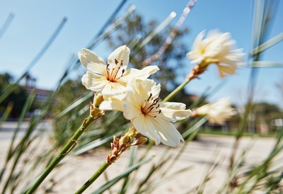 Beautiful desert flowers bloom under clear blue sky