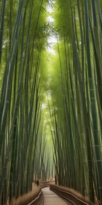 Serenity within a towering bamboo forest path
