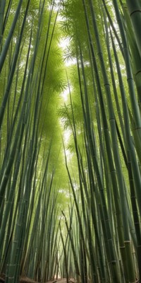 Lush bamboo forest stretches into the sky in daylight