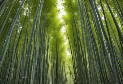 Exploring a serene bamboo forest filled with green stalks