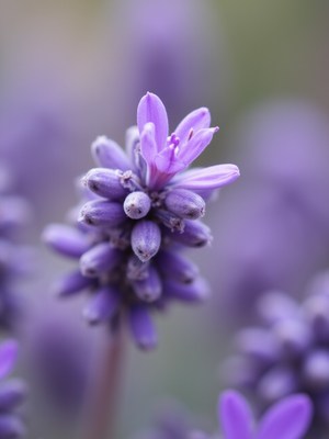 Lavender flowers in full bloom against a soft background