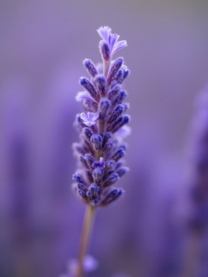 Beautiful lavender flower blooms in soft purple hues