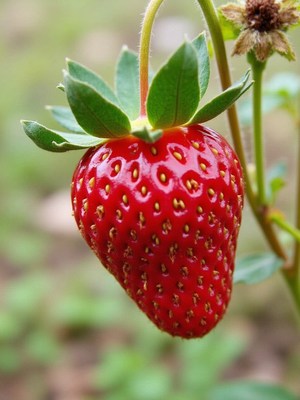 Fresh red strawberry hanging on green plant