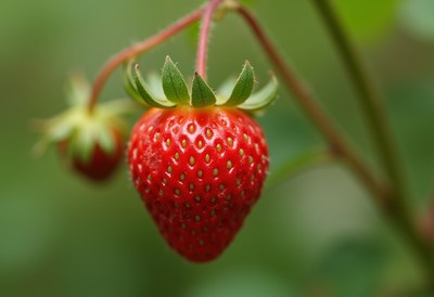 Ripe strawberries growing in a lush garden setting