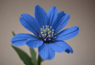 Vibrant blue flower with delicate petals