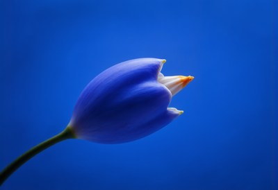Beautiful blue flower bud with an exquisite design