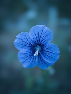 Beautiful blue flower with delicate veins in a garden