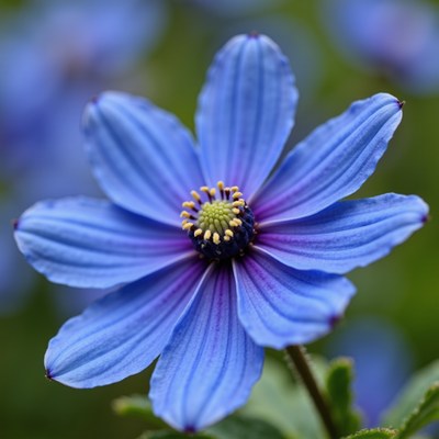 Vibrant blue flower blooms in a sunny garden