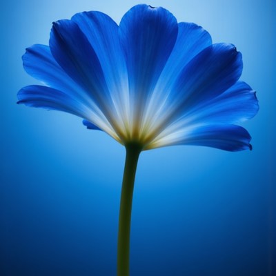 Blue flower against soft blue background