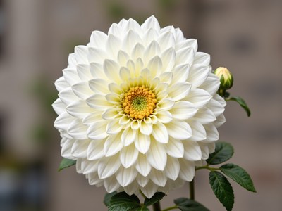 Beautiful white dahlia with yellow center blooming outdoors
