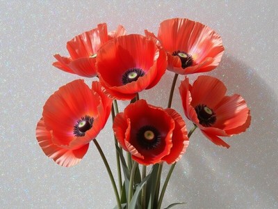 Bright red poppies in a vase on a sparkling background