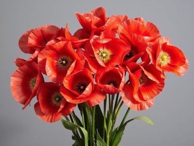Vibrant red poppy flowers arranged in a bouquet