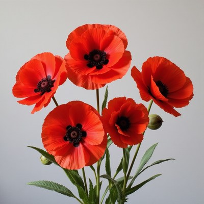 Bright red poppies arranged gracefully in a vase