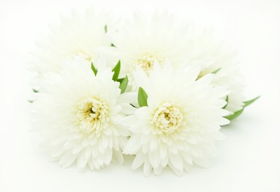 White flowers arranged aesthetically for decoration