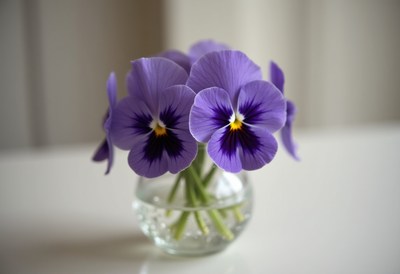 Beautiful purple pansies in a clear glass vase