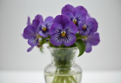 Vibrant purple pansies in a glass vase on a light backdrop