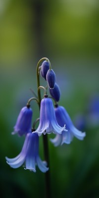 Beautiful bluebell flowers blooming in spring garden