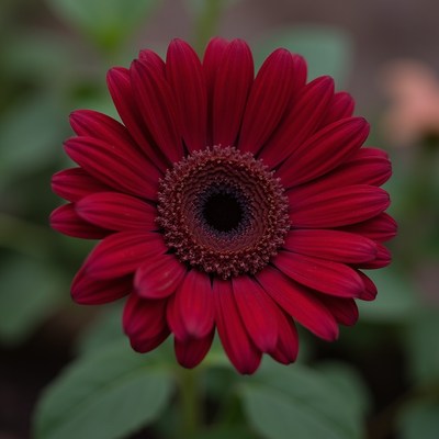 Vibrant red flower blooming in a garden setting