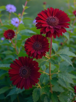 Vibrant red flowers bloom in a tranquil garden setting