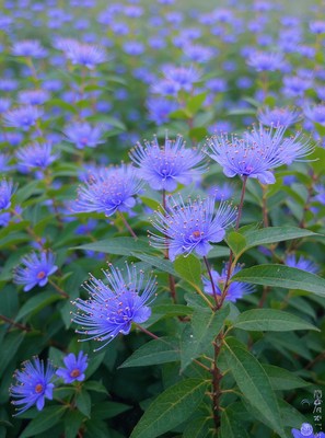 Purple flowers bloom in a lush garden during springtime