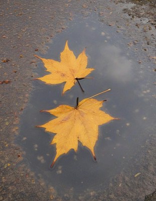 Two maple leaves floating in a puddle on pavement