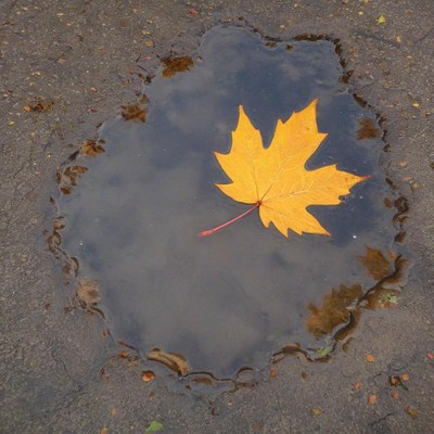 Maple leaf floats in puddle on asphalt