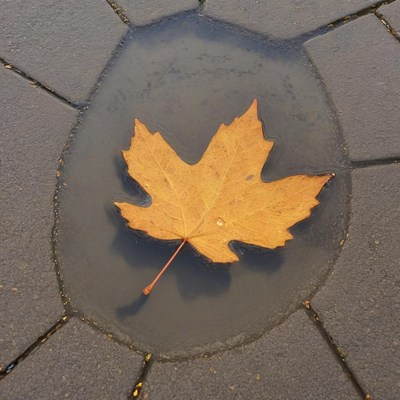 Yellow leaf floating in puddle on gray pavement