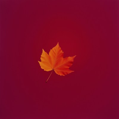 Orange maple leaf on a crimson background