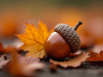 Beautiful acorn resting among autumn leaves