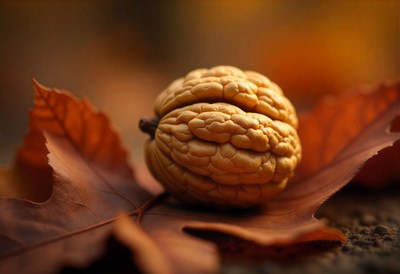 Golden walnut resting on autumn leaves in nature