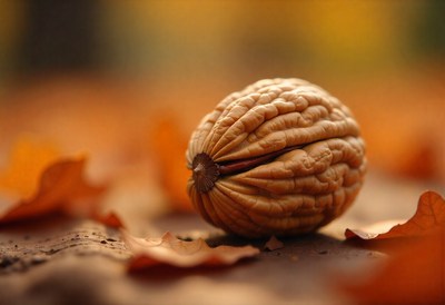 Walnut resting on autumn leaves in a warm setting