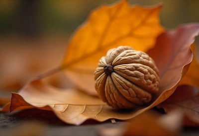 Walnut resting on autumn leaves in a serene setting