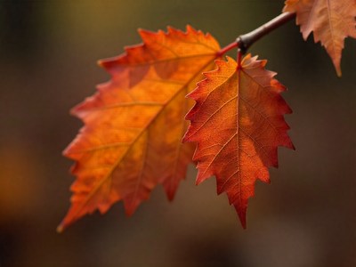 Beautiful autumn leaves on a branch in warm sunlight