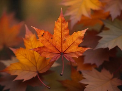 Colorful autumn leaves against a blurred background