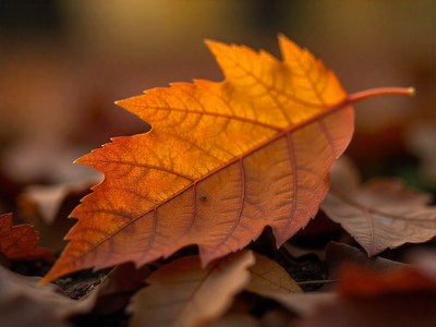 Vibrant autumn leaf resting on fallen foliage in a park